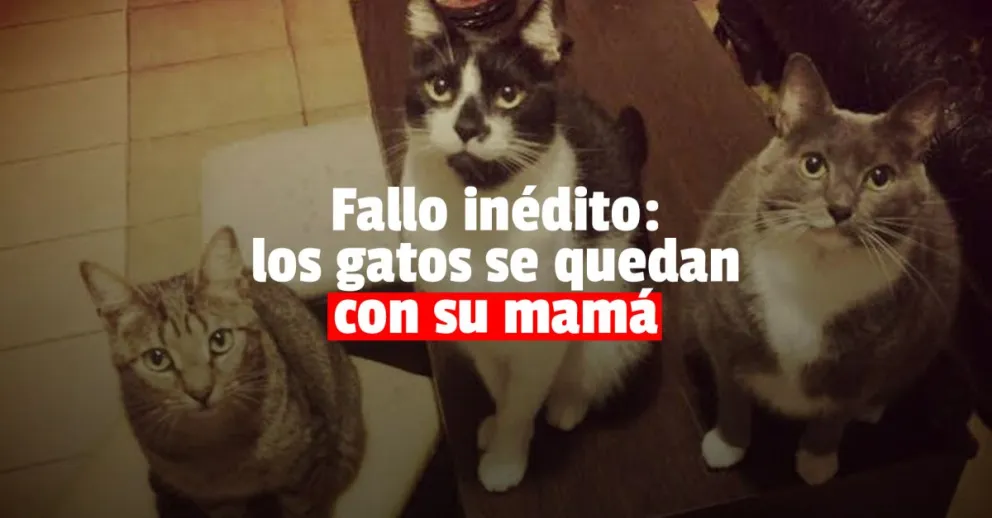 “Si te vas, los gatos se quedan”: su novio la extorsionó y ella logró la tenencia de las mascotas