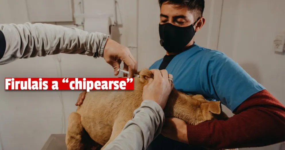 El 28 de marzo comienza la colocación de chips a perros potencialmente peligrosos