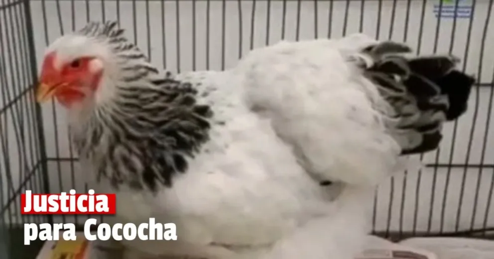 La justicia paraguaya inició juicio contra un hombre acusado de abusar de una gallina