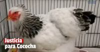 La justicia paraguaya inició juicio contra un hombre acusado de abusar de una gallina