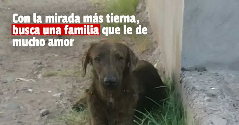 Una callejerita necesita de una familia humana que la adopte