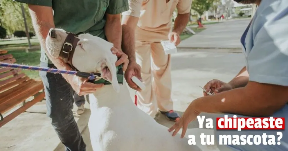 Comenzó el chipeo de perros potencialmente peligrosos