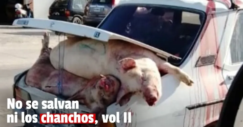 Volcó un camión con cerdos y los vecinos saquearon la carga