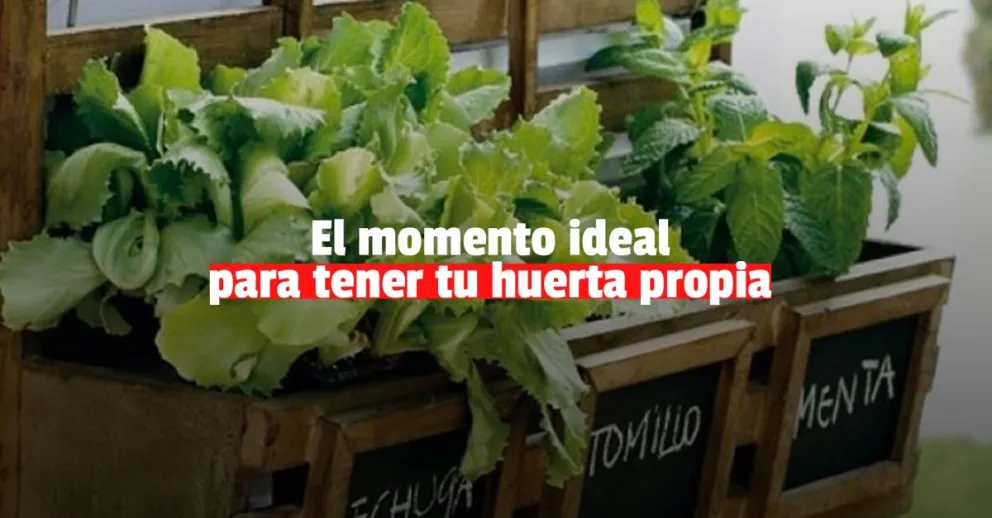 Capital invita a sumarse al taller de Huertas Urbanas y Plantas Aromáticas
