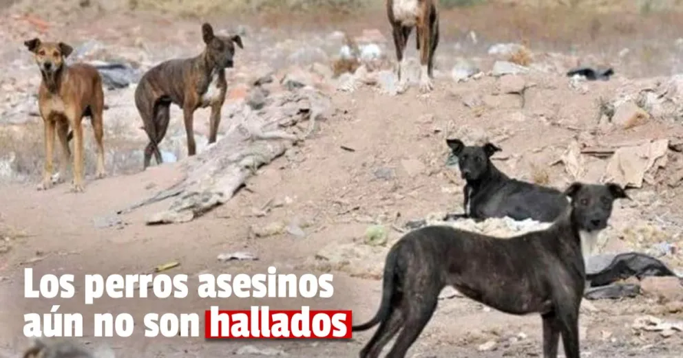 Tragedia en el Complejo Ambiental: todavía no encuentran a los perros