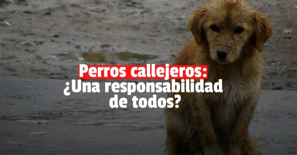 Eduardo Grasso: "Tenemos centros de esterilización, pero los números no alcanzan"