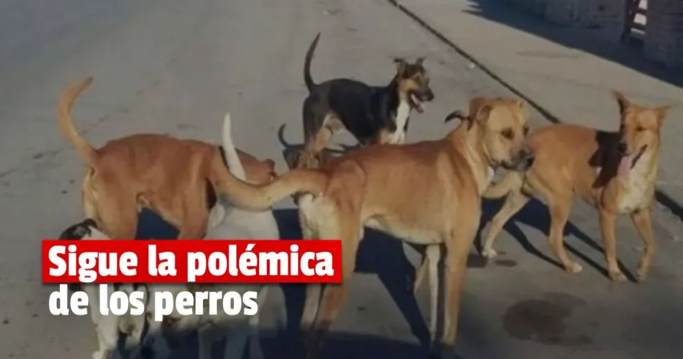 Sancassani opinó sobre los perros callejeros 