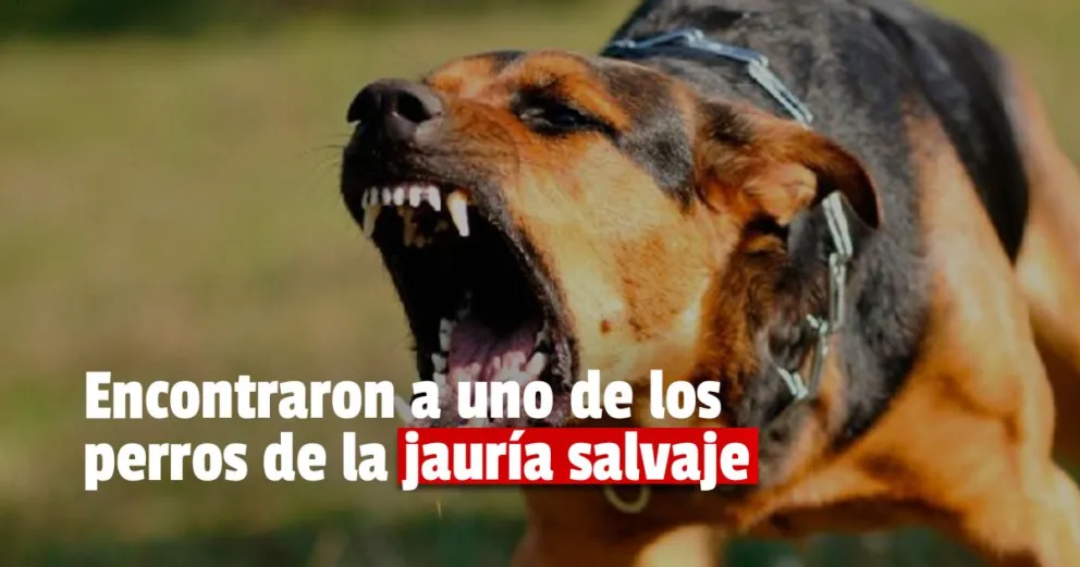 Atraparon a uno de los perros que mató al trabajador del PTA 
