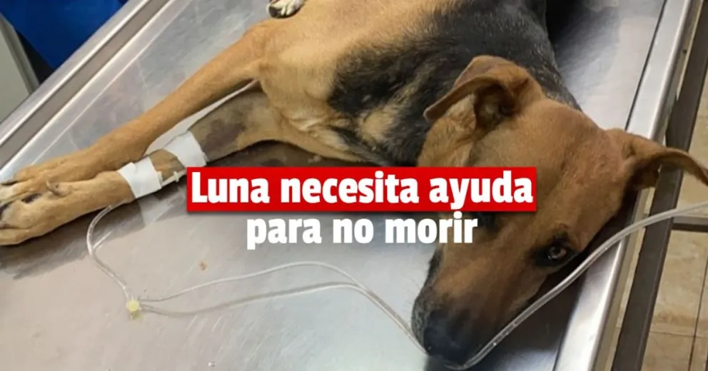 Piden ayuda para una perra atropellada: necesita $80.000