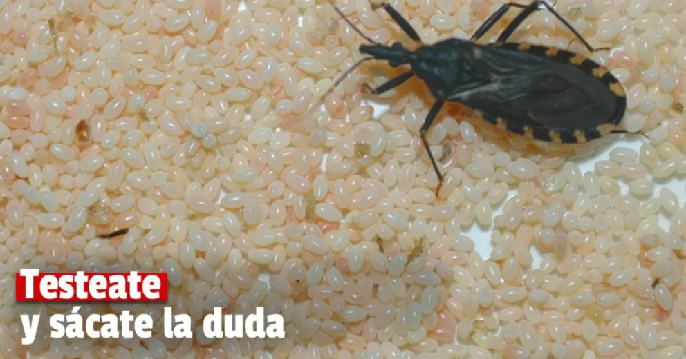 Campaña de concientización y testeos del Mal de Chagas