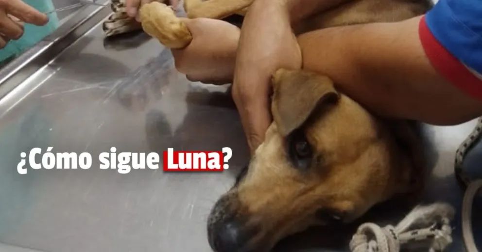 Consiguieron el dinero para la perrita atropellada