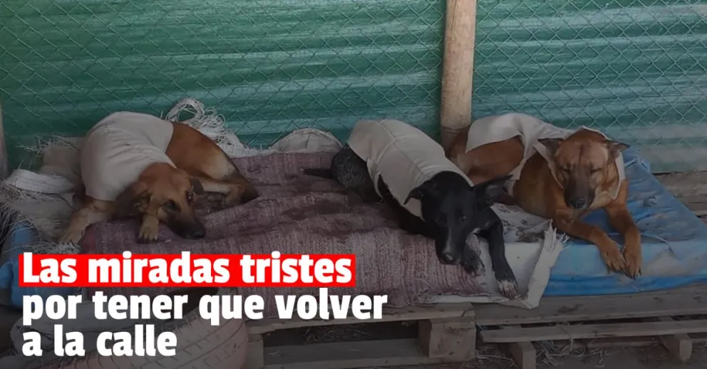 Cerró el único refugio animal de Jáchal y piden ayuda para los perros del lugar
