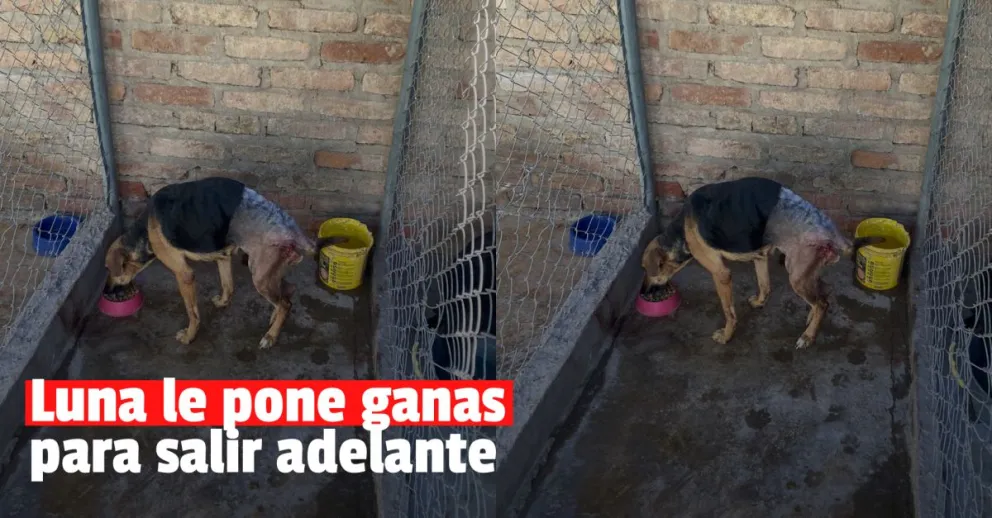 Luna se recupera y se paró por primera vez después de las operaciones