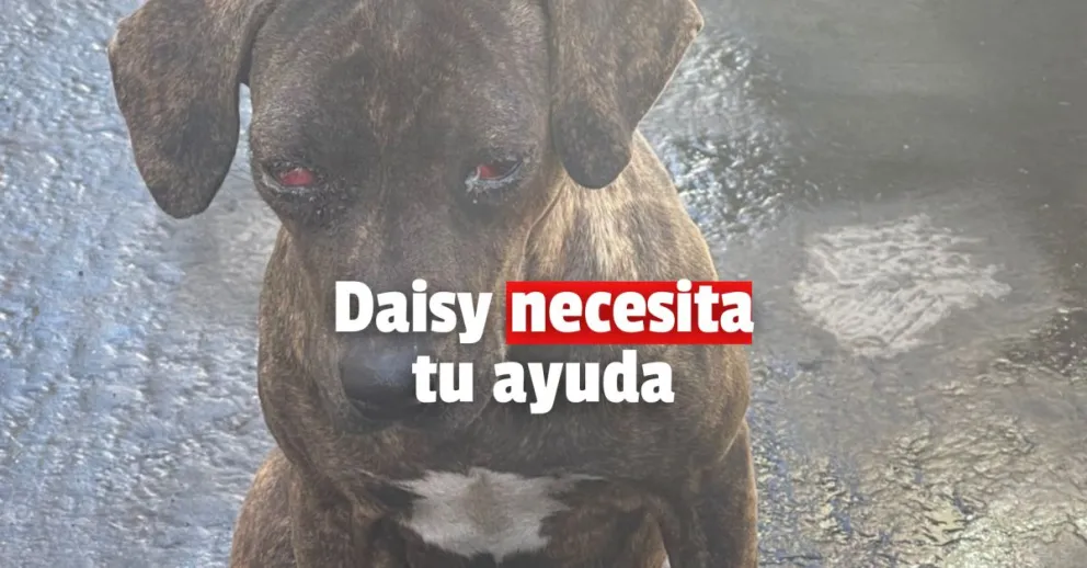 Una perrita callejera necesita colaboración económica para tratar su salud