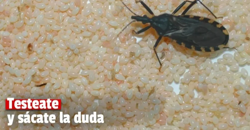 Este lunes realizarán testeos de Chagas gratuitos en el Parque Sarmiento