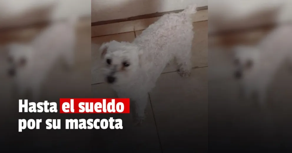 Buscan una perrita que se perdió en Caucete