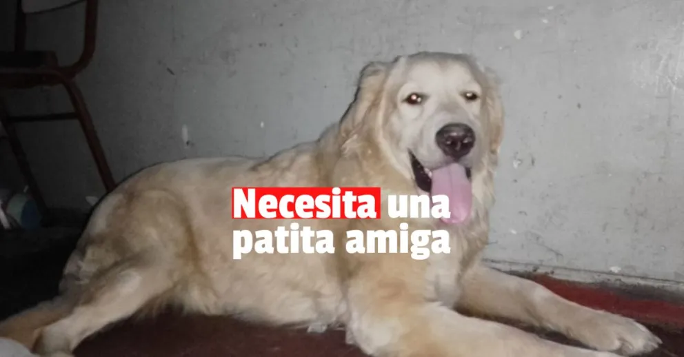Tiene un año, se llama Freya y necesita ayuda económica