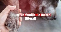 Ullum: proyectan un refugio y también la posibilidad de sacrificar a los perros que no sean adoptados