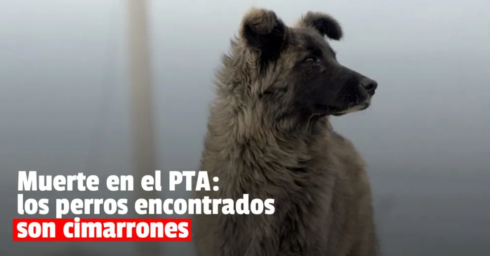 Confirmaron que los dos perros atrapados en el PTA son cimarrones