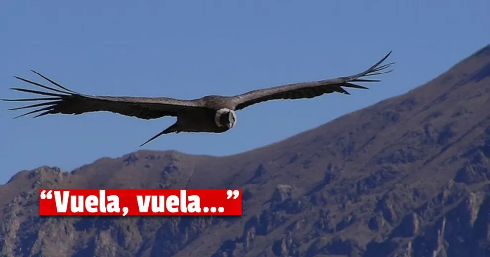 El Faunístico recuperó dos cóndores y volarán el 28 de abril