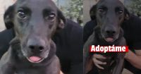 Solicitan adopción responsable para una cachorrita que quedó huérfana 