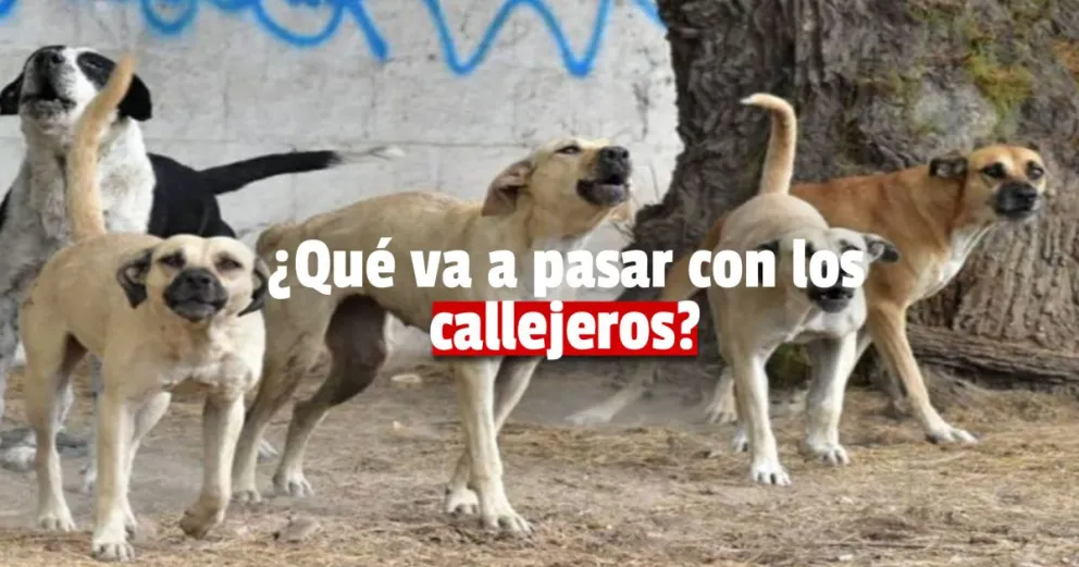 Eutanasia para perros: se trata el proyecto