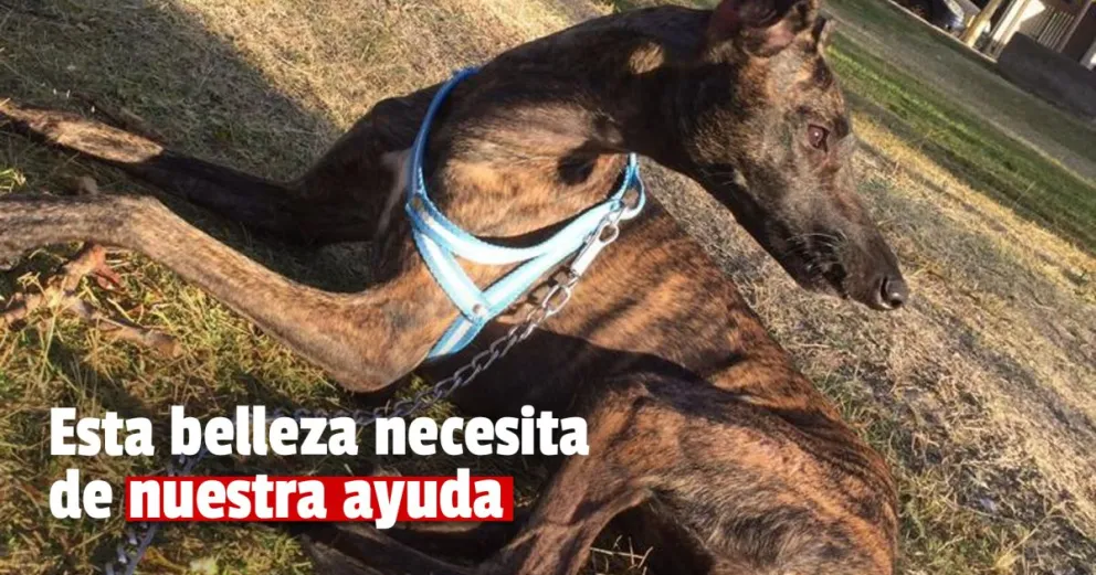 Realizan un sorteo para la operación de una cachorrita que fue atropellada y abandonada