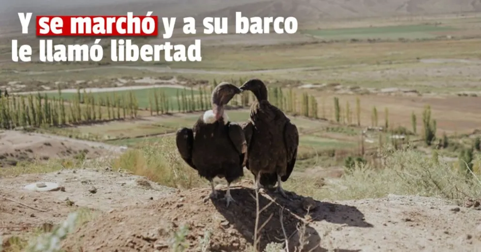 Liberaron a dos cóndores andinos en Angualasto