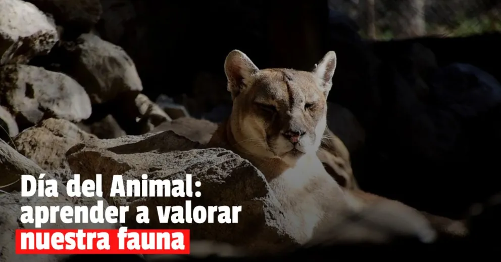 Día del Animal: el tráfico y la cacería de fauna nativa a la orden del día