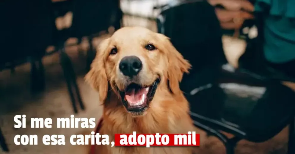 Tiendanube lanza la primera plataforma argentina para adoptar animales