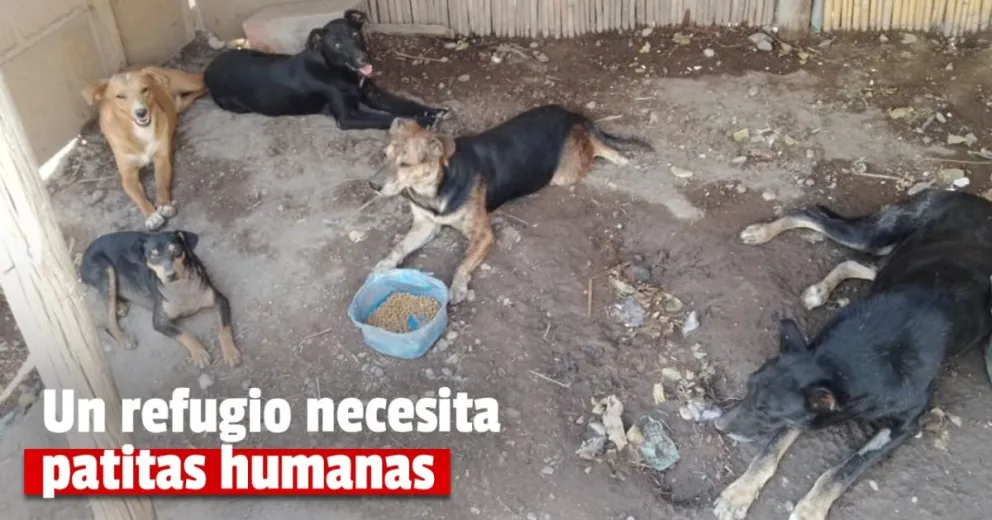 Una matrimonio brinda ayuda a más de 70 animales