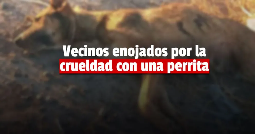 Mataron cruelmente a una perrita en Rawson y los vecinos harán la denuncia