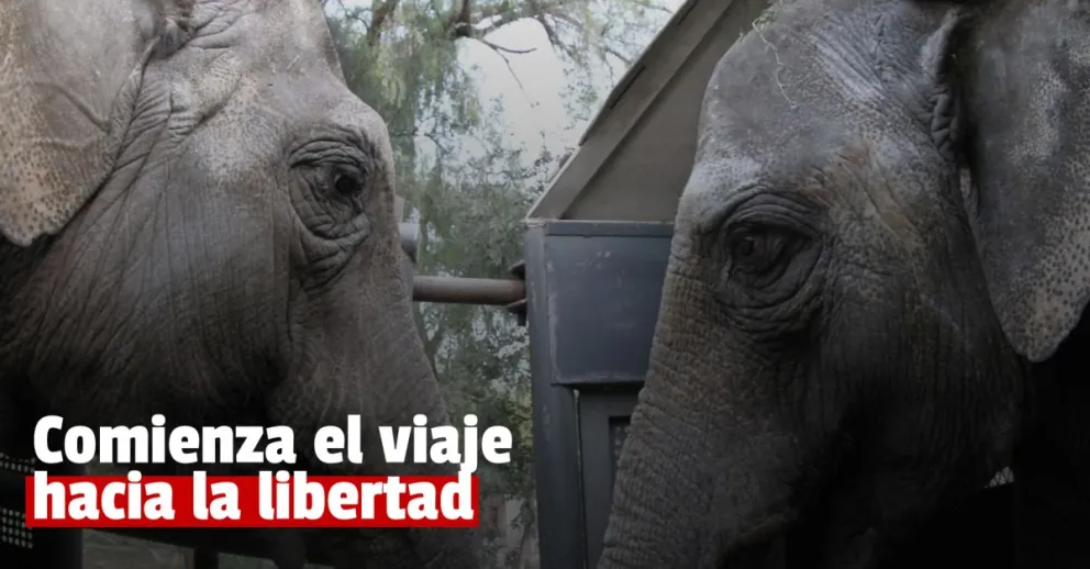 Comenzó el traslado de dos elefantas desde el zoológico de Mendoza a Brasil