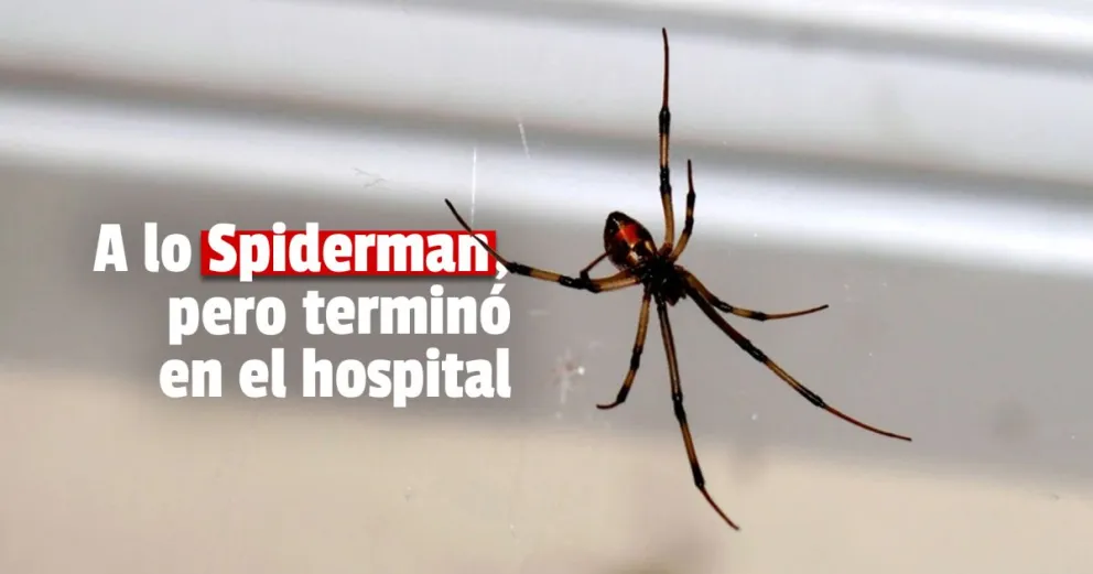 La mordió una araña y tuvo que ser hospitalizada 