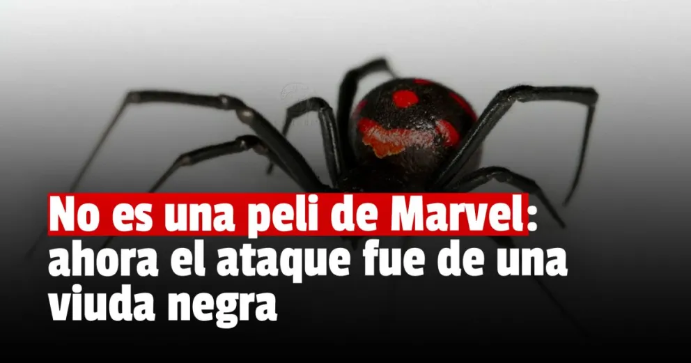 Un hombre fue picado por una viuda negra y llegó en grave estado al hospital