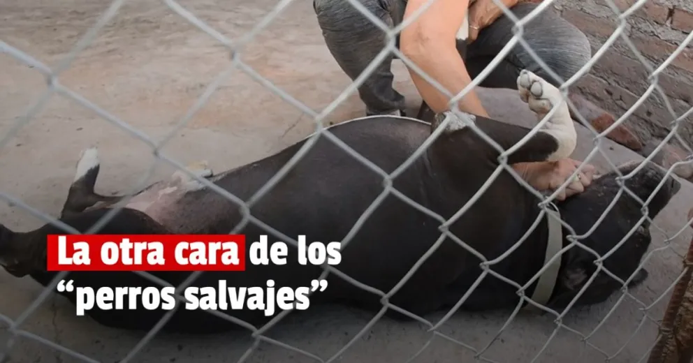 Sala de Emergencias: el lugar que cobija a más de 60 perros abandonados